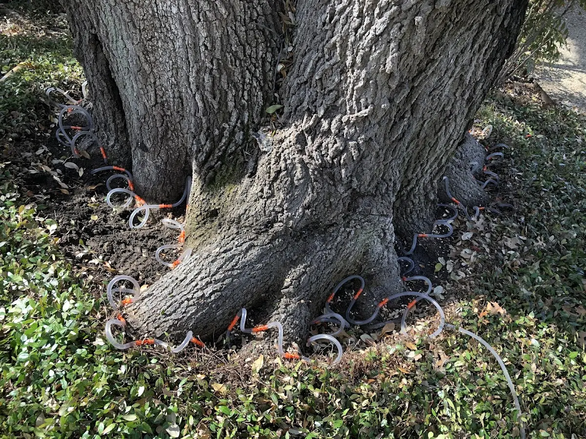 Detailed Tree Cabling and Bracing job site in Mackinaw City