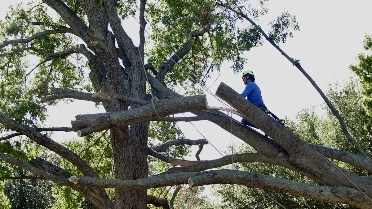 Professional Crown Thinning performed by certified arborists in Mackinaw City