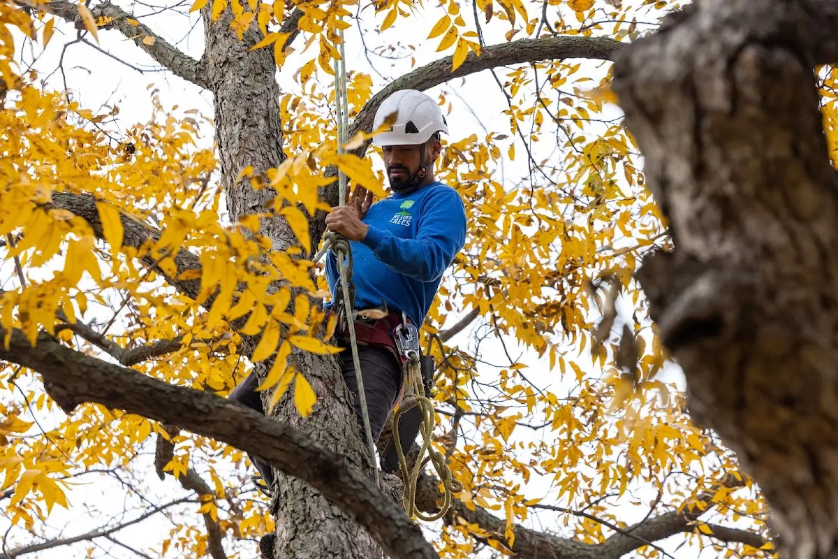 Skilled Tree Planing crew working in Mackinaw City